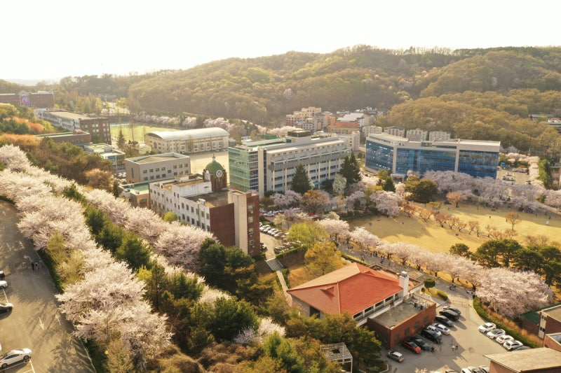 Cherry blossom trees set around the Soonchunhyang University campus in Asan, South Chungcheong [SOONCHUNHYANG UNIVERSITY]