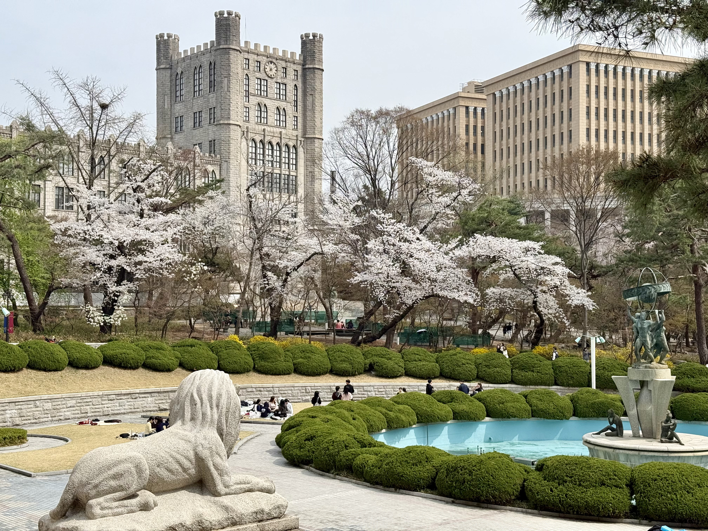 Cherry blossoms are in full bloom on the Kyung Hee University campus. [YOON SEUNG-JIN]