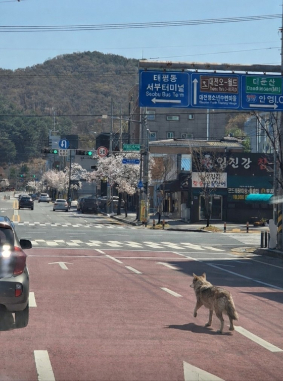 A wolf wanders an urban area of Daejeon on April 8. [DAEJEON FIRE HEADQUARTERS]