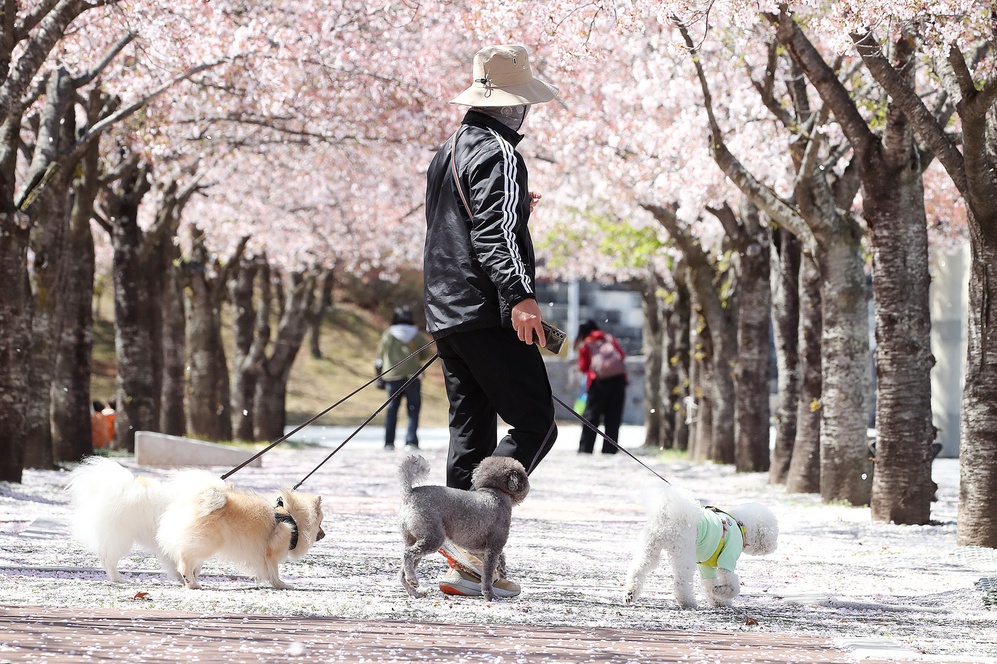 A person walks pet dogs along a cherry blossom-lined path in Suseong District, Daegu, on April 7. [NEWS1]
