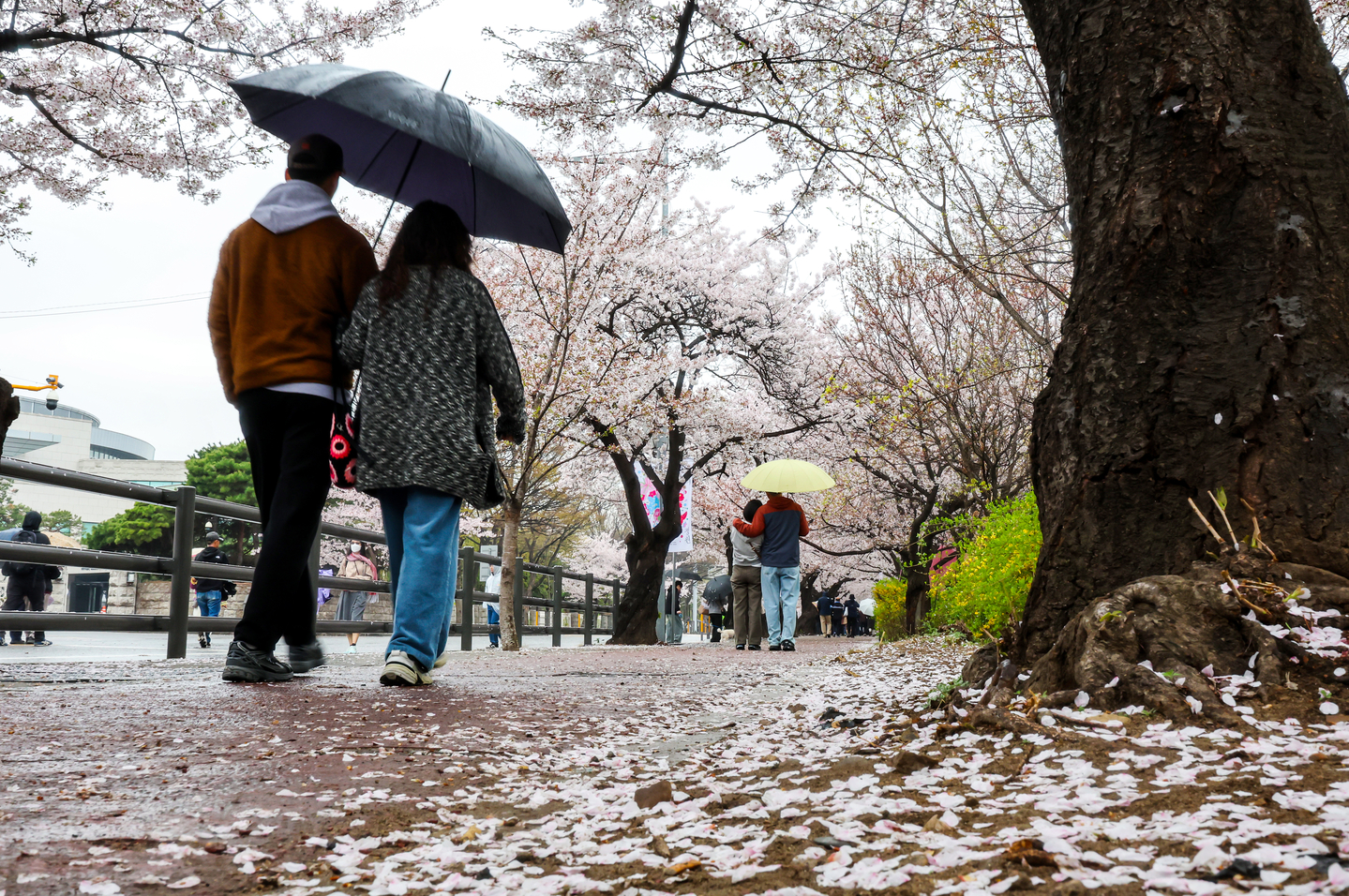 People walk along a cherry blossom-lined road in Yeouido, western Seoul, on April 6 as spring rain falls. [NEWS1]
