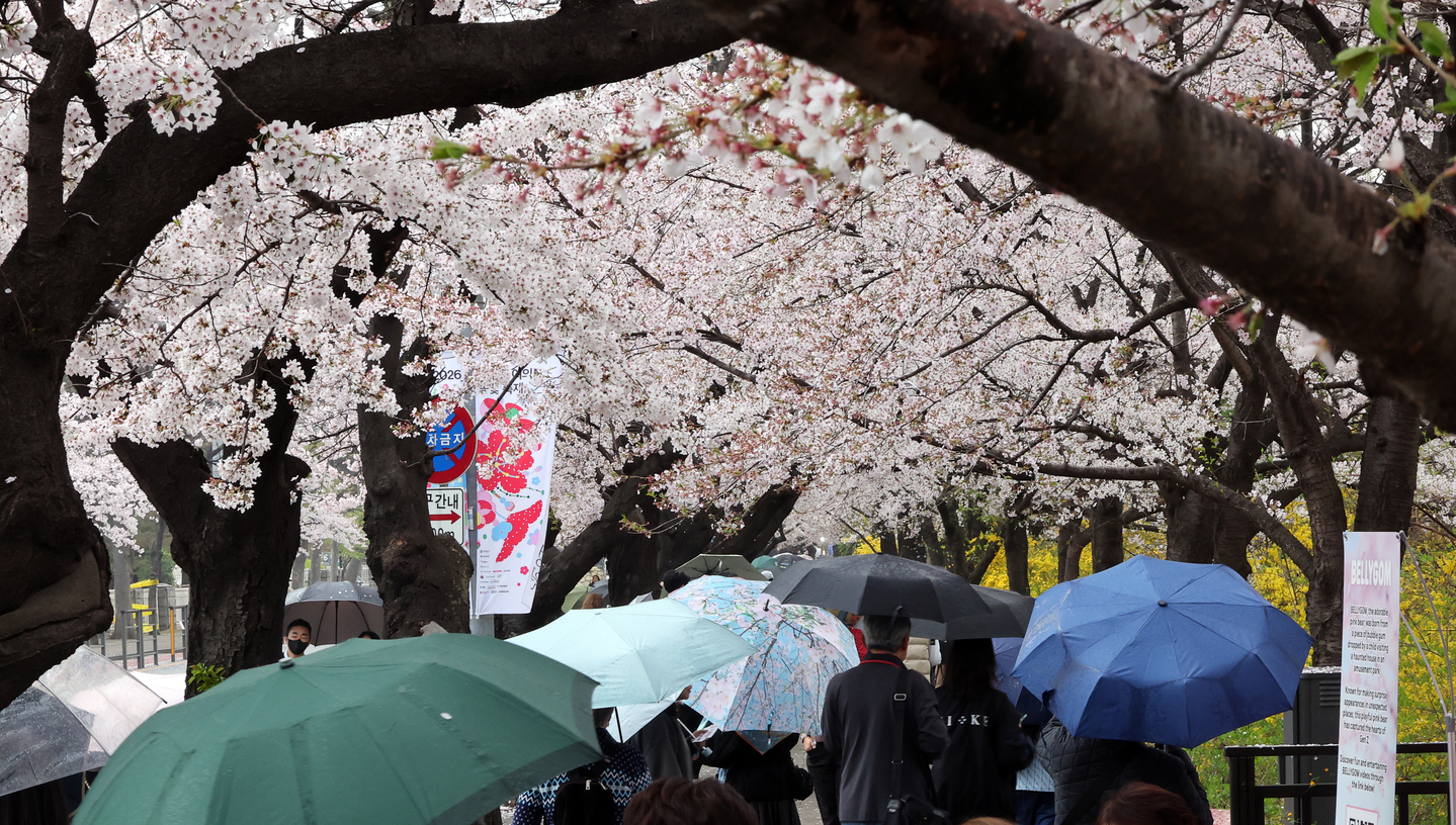People walk along the cherry blossom-lined street in Yeouido in western Seoul on April 6. [NEWS1]