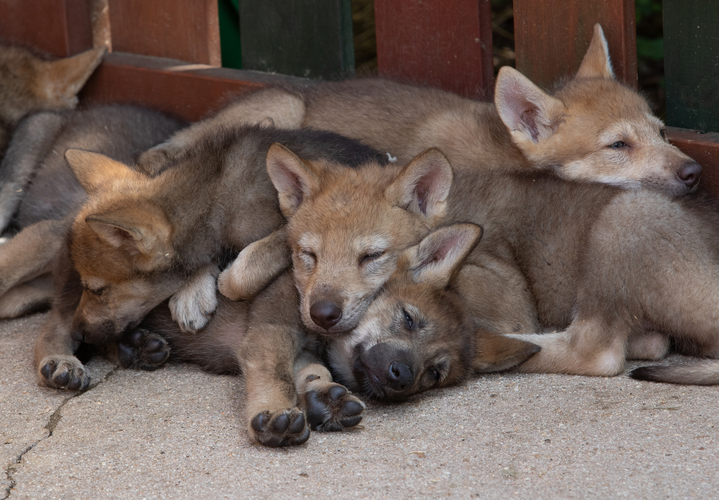 Young wolves take a nap at O-World in Daejeon in June 2020. [YONHAP] 