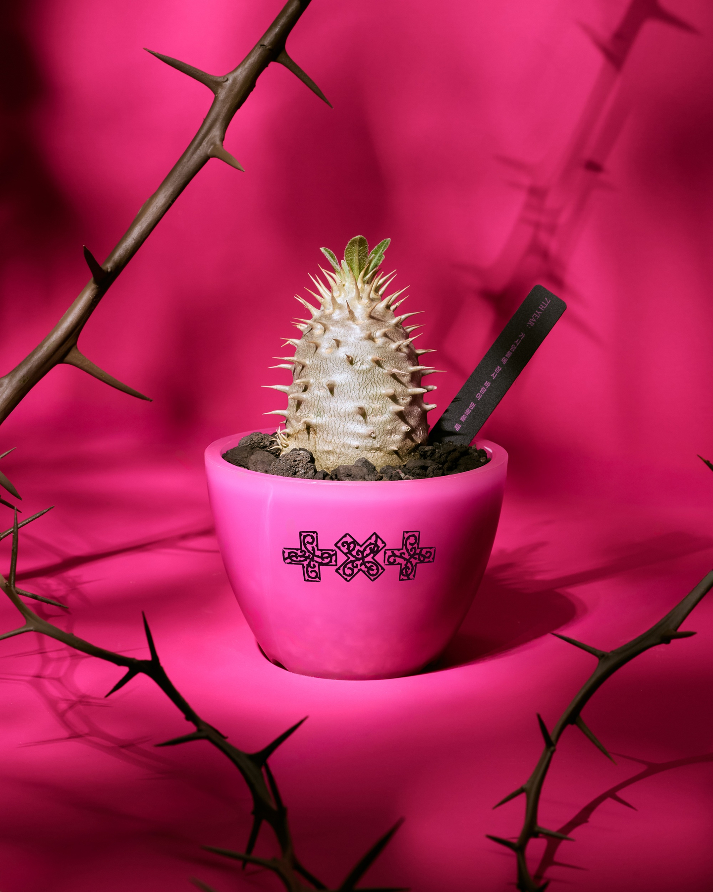 The catus and pot set that will be sold at boy band Tomorrow X Together's pop-up store [HYBE]