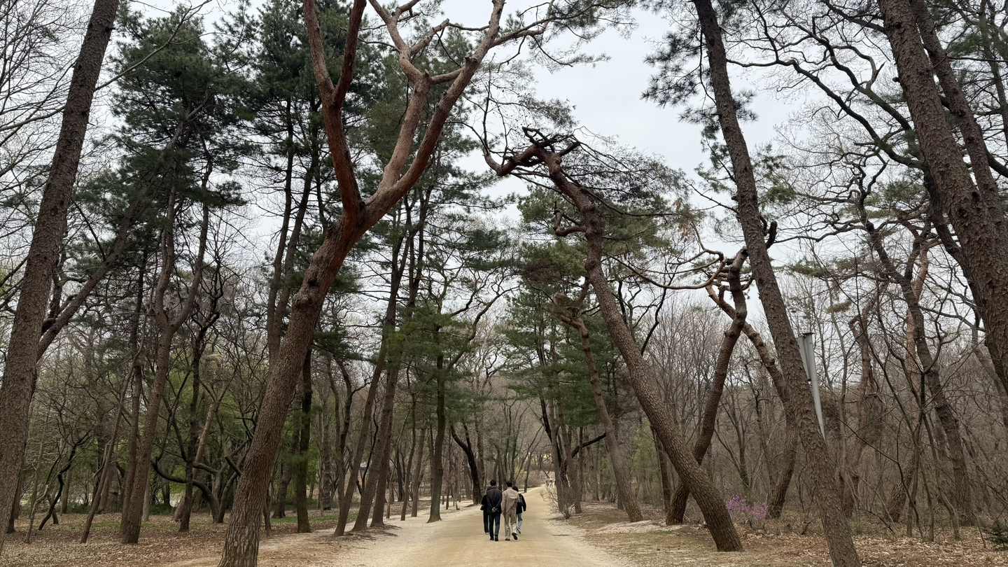 People walk along a path set between pine trees at Seooreung. [WOO JI-WON]