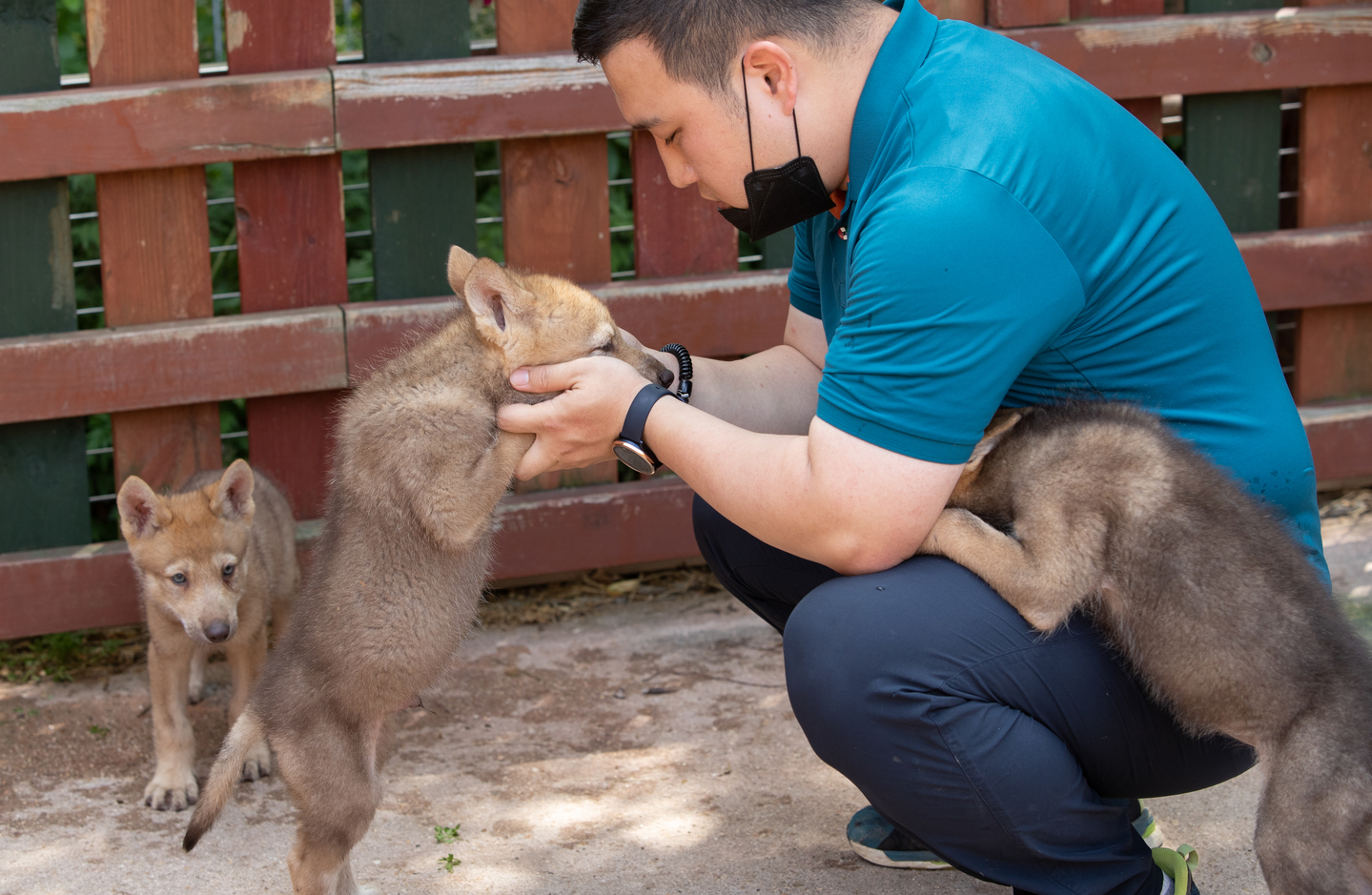 Wolf pups behave playfully like puppies toward their keeper at Daejeon’s O-World zoo in on June 3, 2020. [YONHAP]