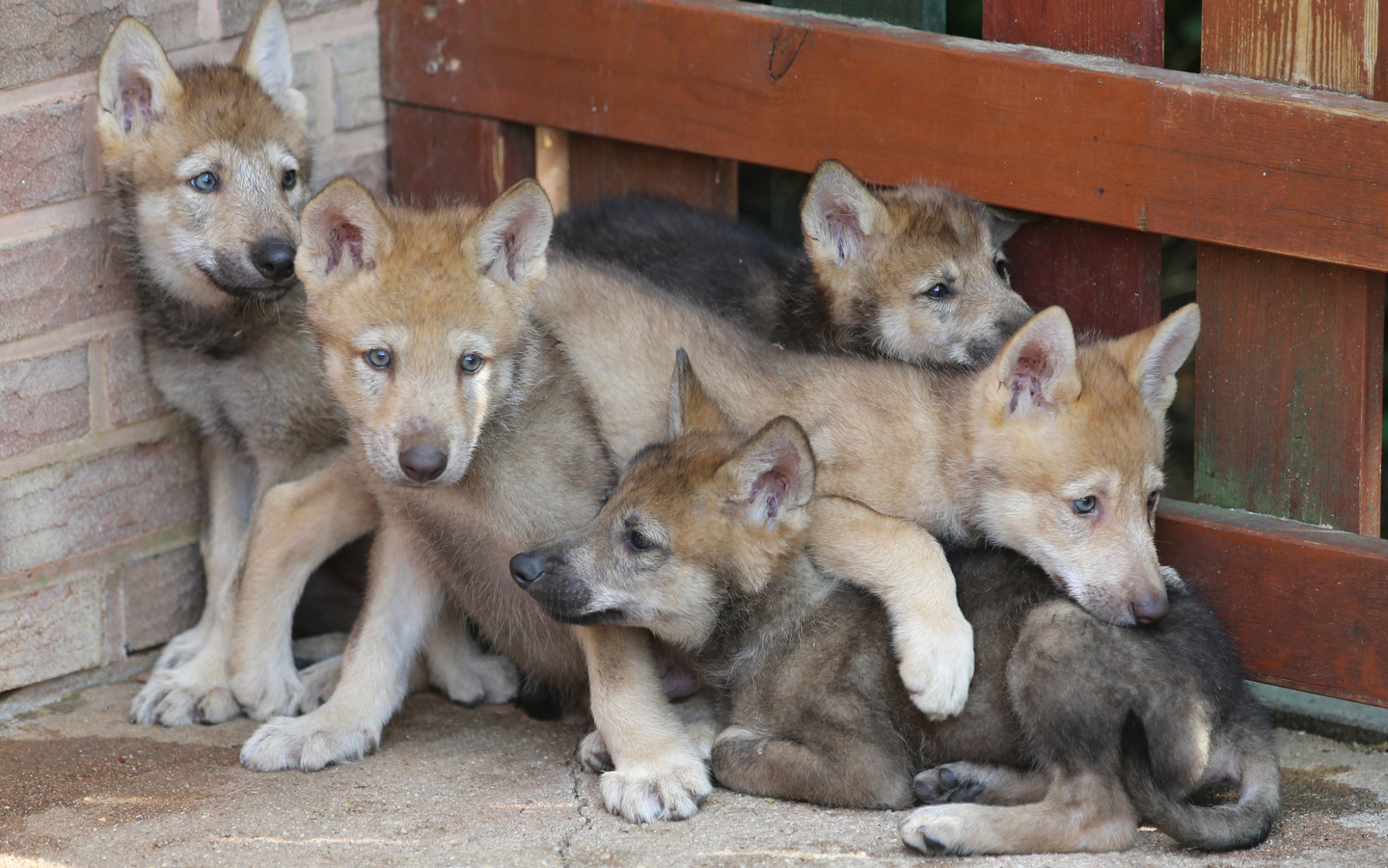 Wolf pups born in April 2020 at Daejeon’s O-World await visitors on June 3, 2020. [NEWS1]