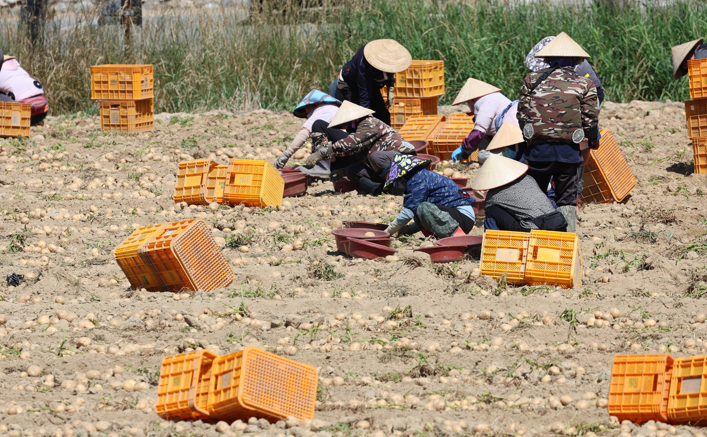 Migrant workers wearing “non la” (Vietnamese conical hats) harvest potatoes in a rural village in Gangneung, Gangwon, on July 23, 2025. [YONHAP]