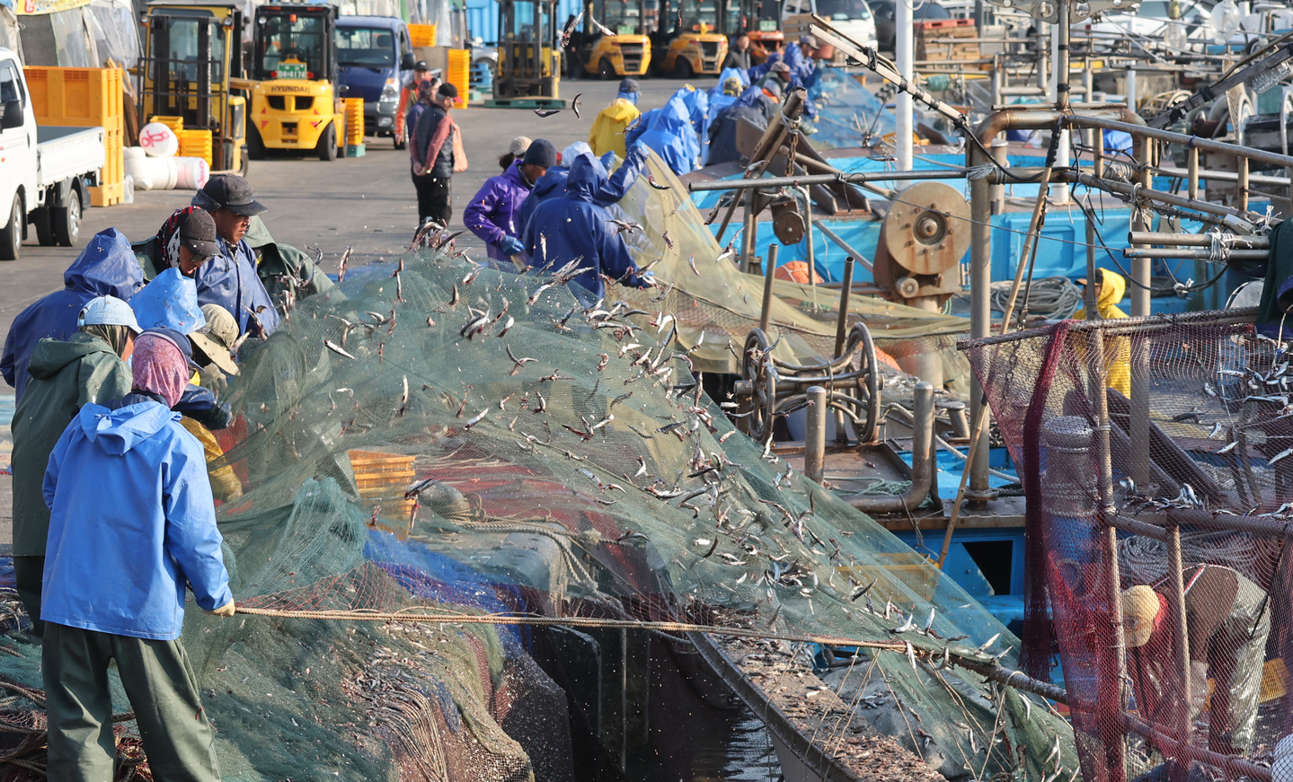 Fishermen and migrant workers shake freshly caught spring anchovies from their nets at Daebyeon Port in Gijang County, Busan, on April 7, 2025. [SONG BONG-GEUN]