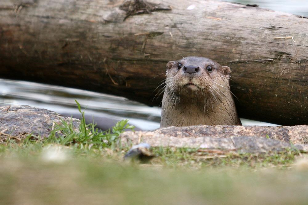 An otter, which is a protected piece of natural heritage [KOREA HERITAGE SERVICE]