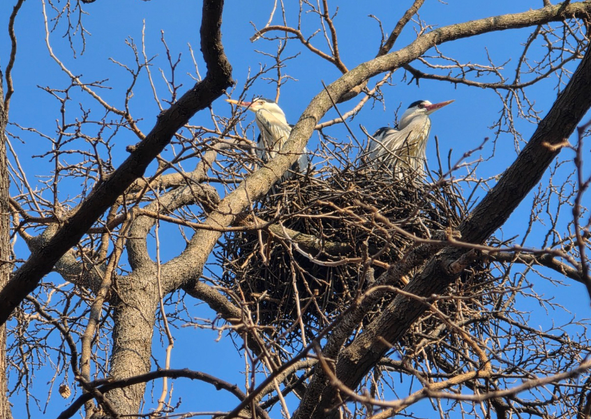 Gray herons spotted in Yeouido Saetgang Ecological Park in western Seoul [SEOUL METROPOLITAN GOVERNMENT] 