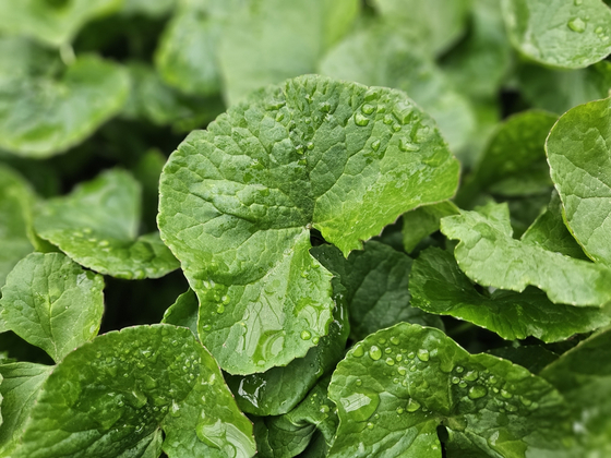 A giant green centella asiatica, which was developed after modifying 30 species available in Jeju Island [RIMAN KOREA]