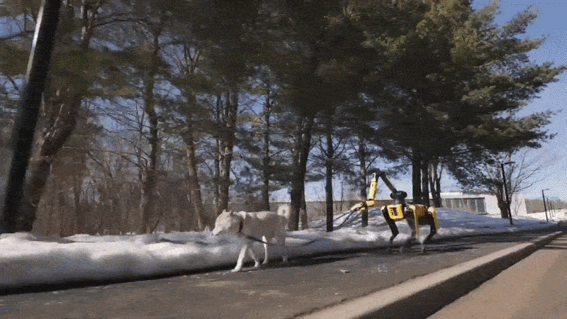 Spot four-legged robot dog, which became smarter with Google Gemini AI, is taking a dog for a walk. [BOSTON DYNAMICS] 