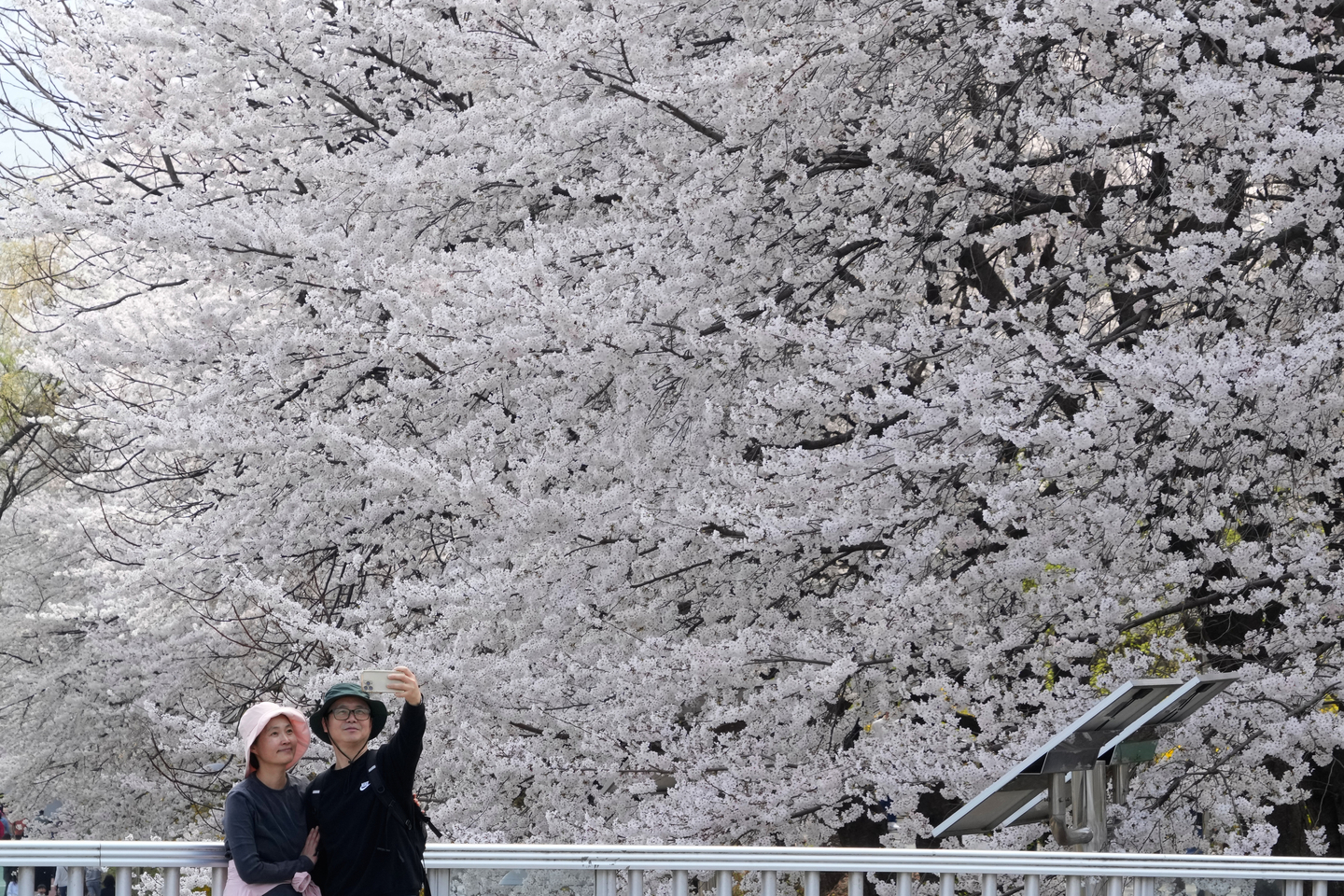 A couple takes a selfie photo near the cherry blossoms in full bloom at a park in Seoul on April 4. [AP/YONHAP]