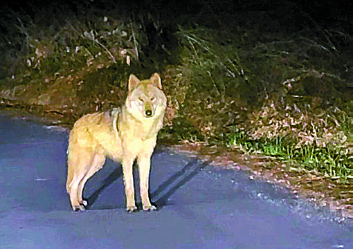 Runaway wolf Neukgu is seen near a mountainside in Daejeon on April 13. [YONHAP]