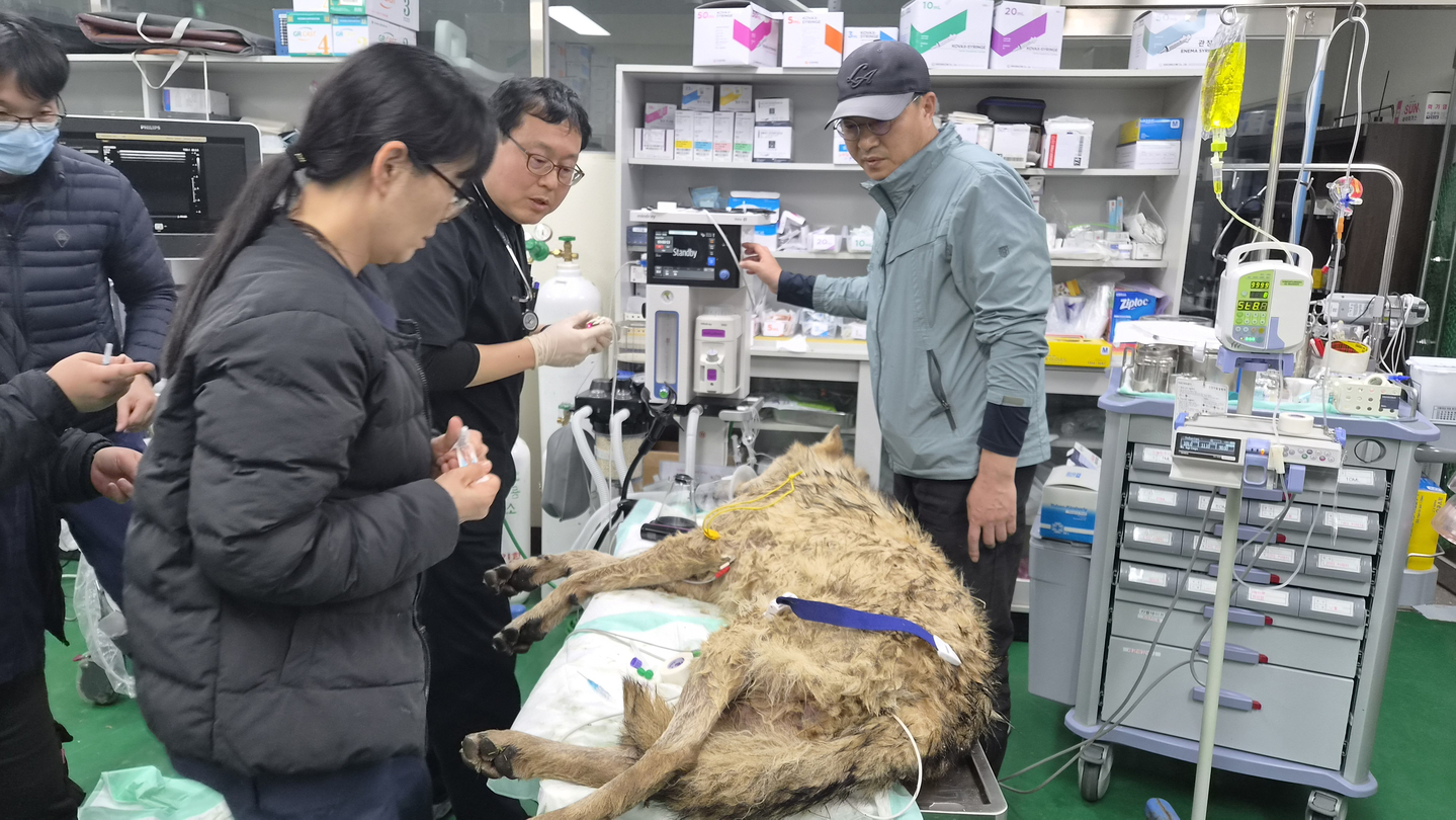 Veterinarians and experts check the state of runaway wolf Neukgu, which was captured and kept under anesthesia on April 17, nine days after its escape from the Daejeon O-World zoo. [DAEJEON METROPOLITAN CITY]