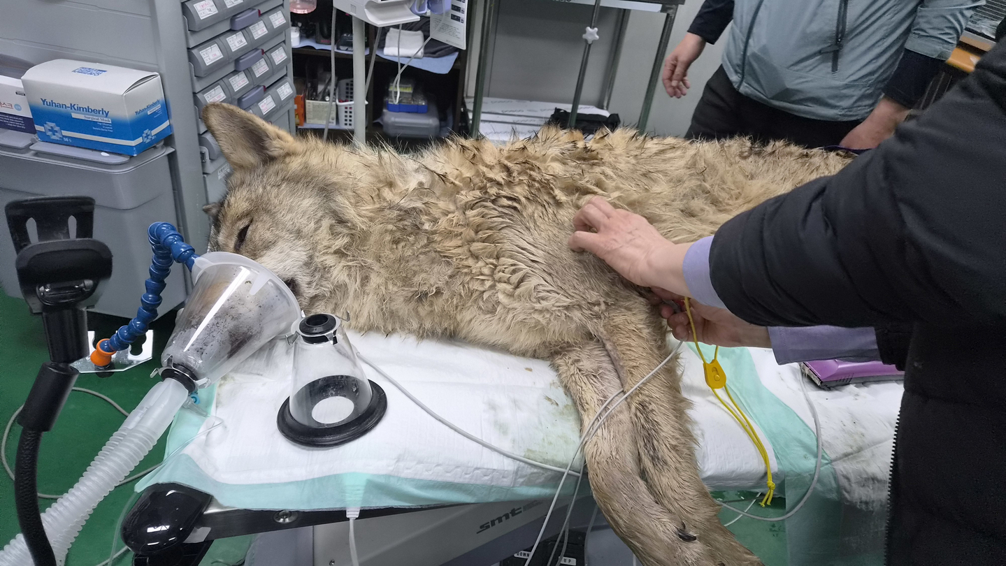 Runaway wolf Neukgu is captured and under anesthesia on April 17, nine days after its escape from the Daejeon O-World zoo. [DAEJEON METROPOLITAN CITY]
