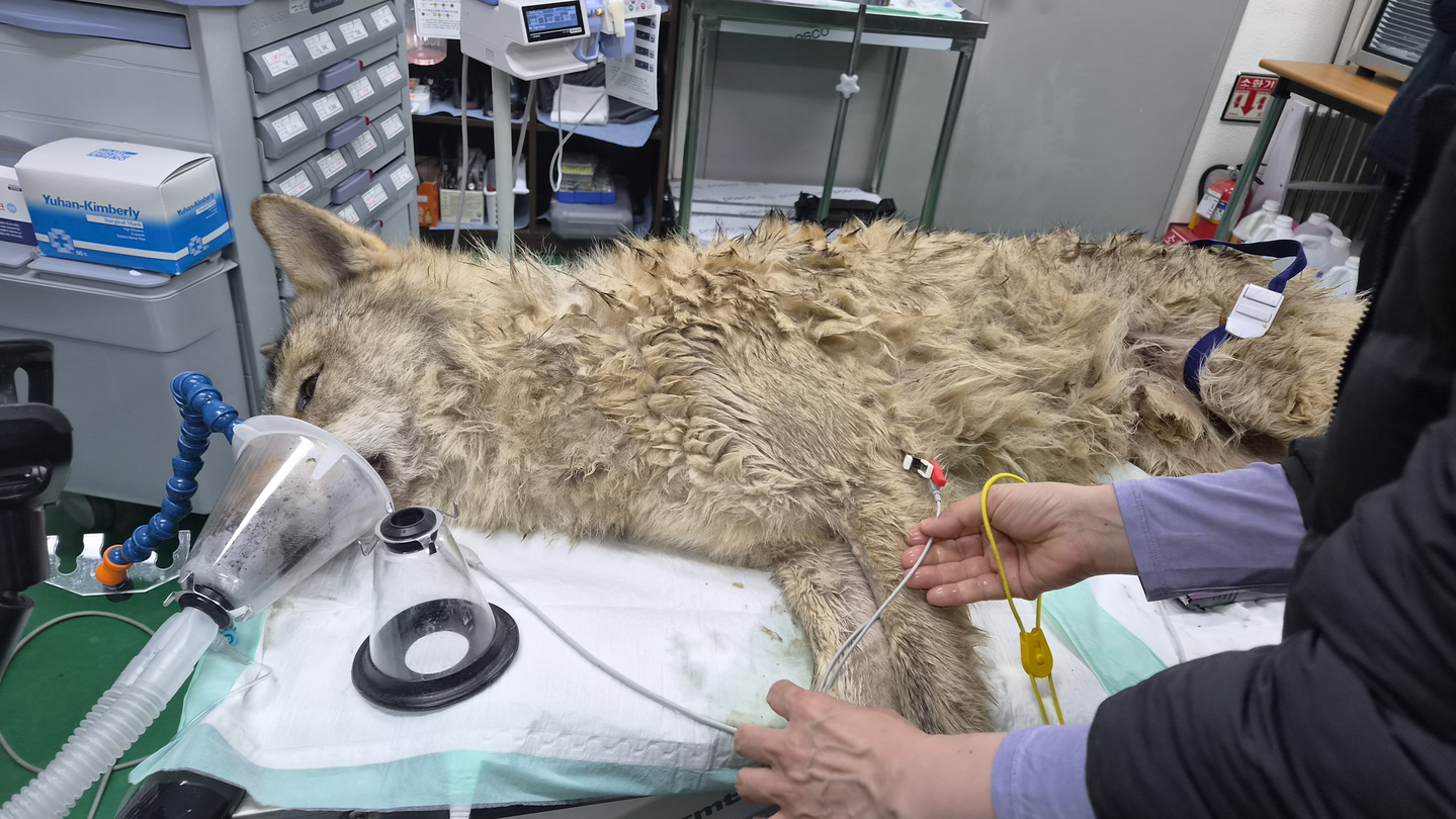 Neukgu, a wolf that ran away from Daejeon's O-World, is getting its health checked at an animal hospital after it was captured on April 17. [DAEJEON METROPOLITAN CITY] 