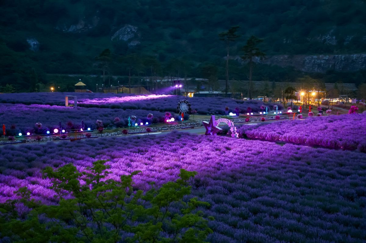 The "Mureung Byeolyucheonji Lavender Festival" in Donghae, Gangwon [DONGHAE CITY]