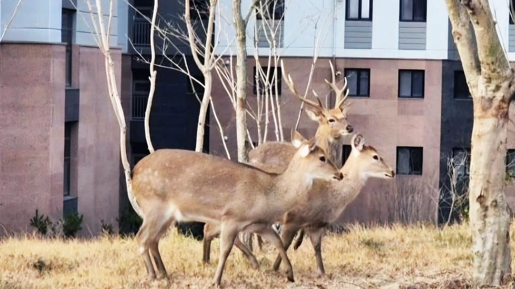 Three deer appear outside an apartment complex in Suncheon, South Jeolla, on Feb. 3, 2025. [NEWS1] 