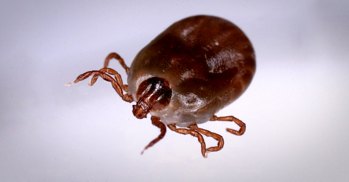 The Asian longhorned tick, which transmits severe fever with thrombocytopenia syndrome, is found in Korea, China and Japan [YONHAP]