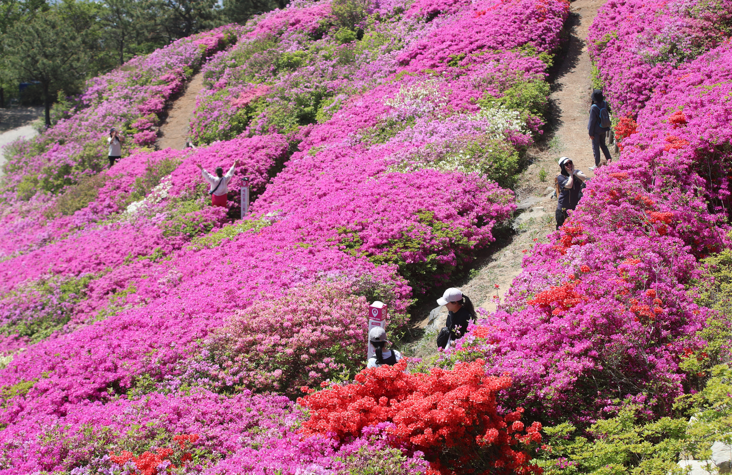 Hikers take photos at Mount Baekyang in Busan on April 30. [NEWS1]