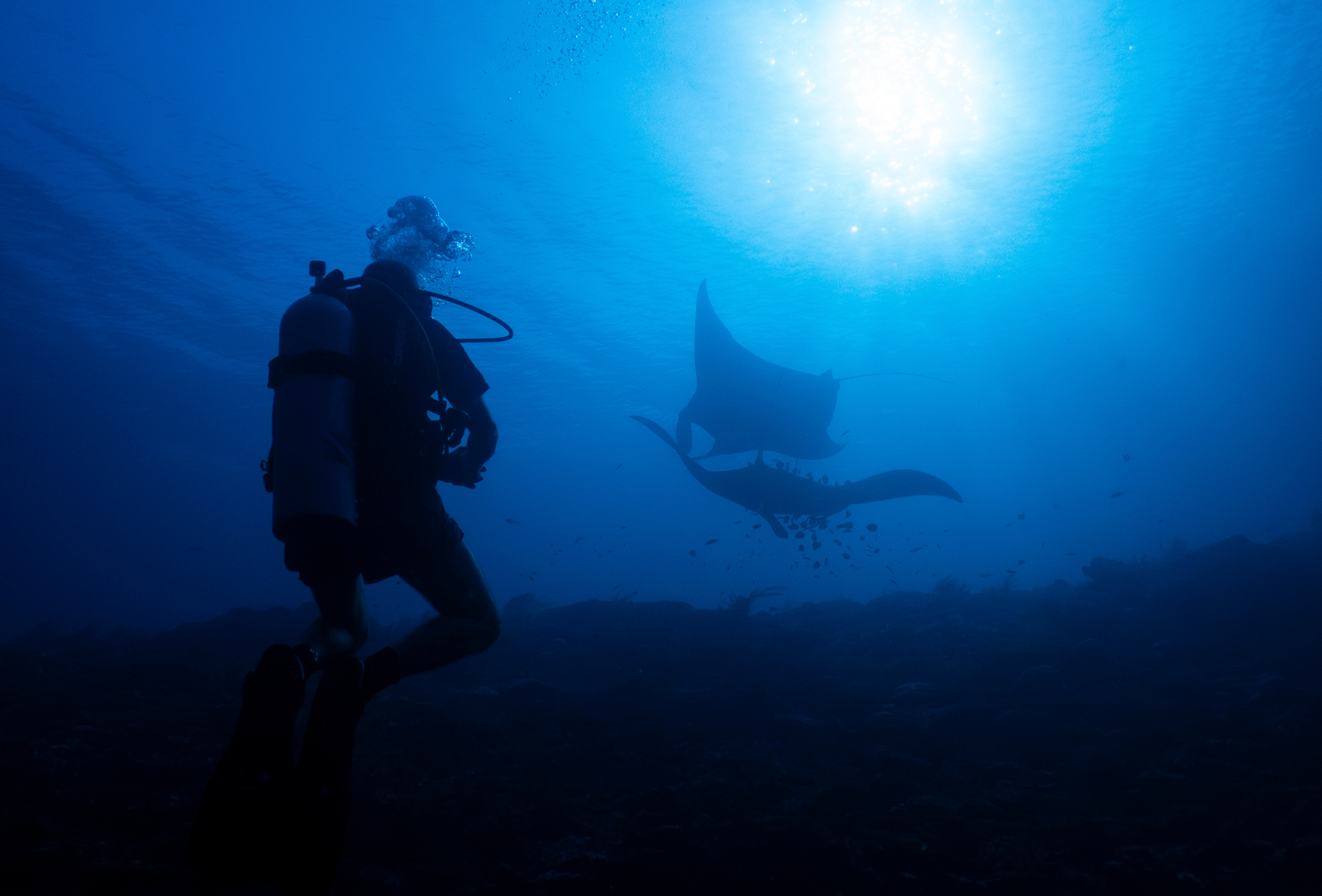 A scuba diver watches oceanic mantas at the Manta Ridge dive site in Raja Ampat, Indonesia, on March 7. The photo is not related to the article. [AP/YONHAP]