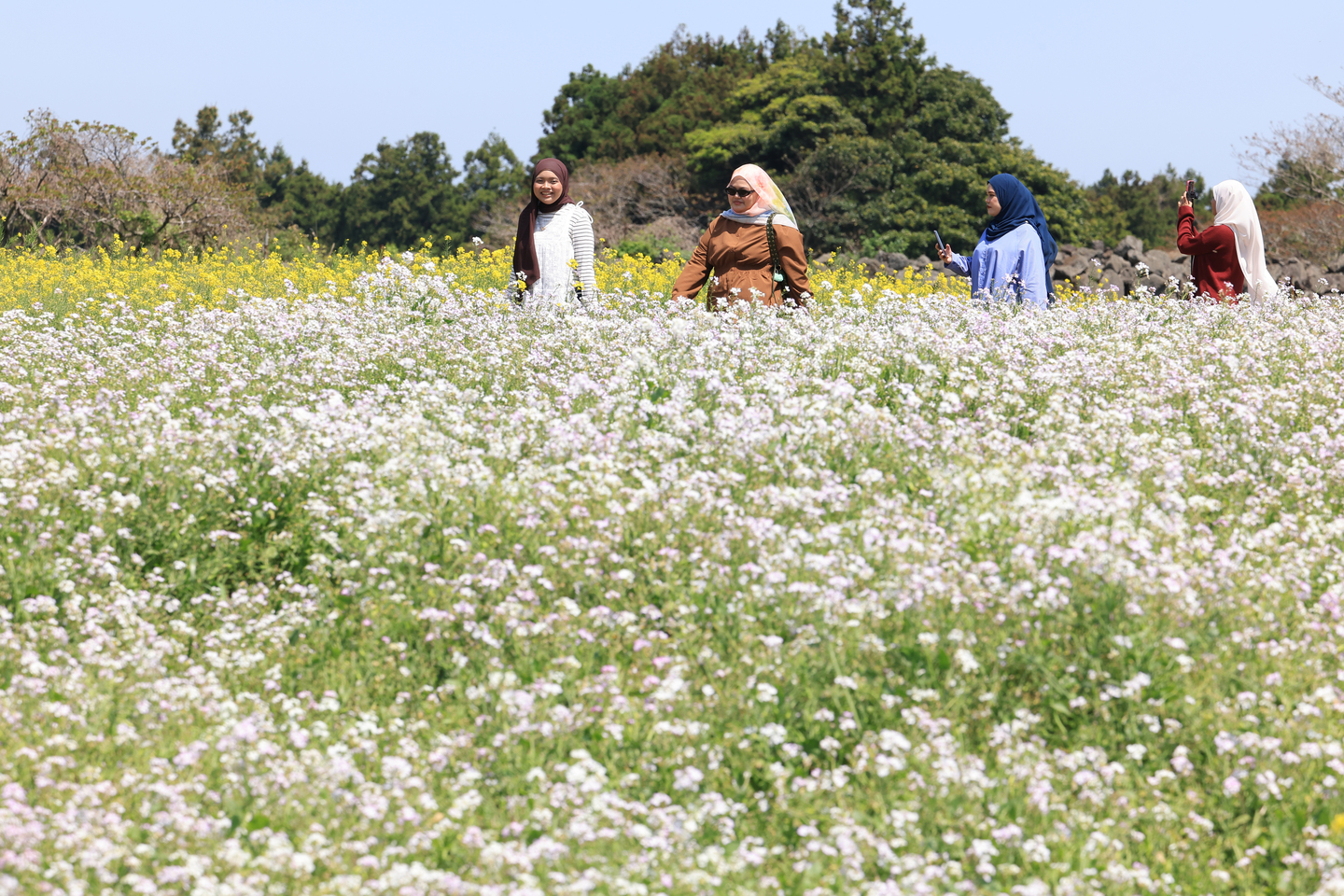 People stroll among blooming seashore wild radish flowers at Oreum Garden in Jeju on April 27. [YONHAP]