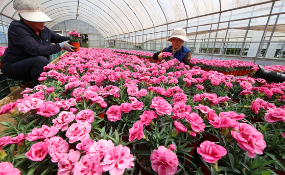 Employees of the Environmental Corporation of Incheon tend carnations grown using recycled heat energy from waste incineration at its Cheongna office in Seo District on April 28. The corporation plans to donate the flowers to local welfare groups and residents through the Incheon chapter of the Korean Red Cross and Seo District Office ahead of Parents’ Day in May, when carnations are traditionally given as symbols of love and appreciation. [YONHAP] 