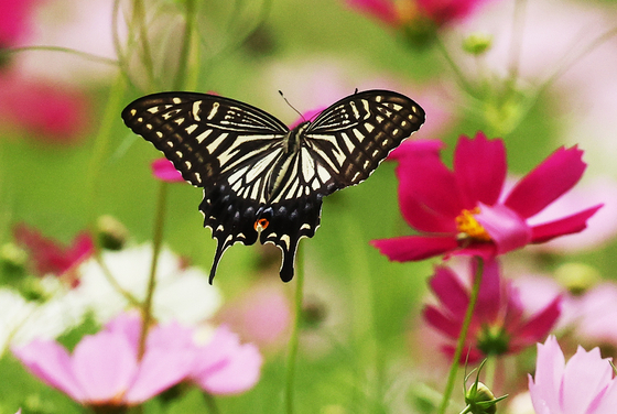 A swallowtail butterfly flutters among blooming cosmos flowers at Tapdong Citizen Farm in Gwonseon District, Suwon, Gyeonggi, on Sept. 9, 2025. [YONHAP]