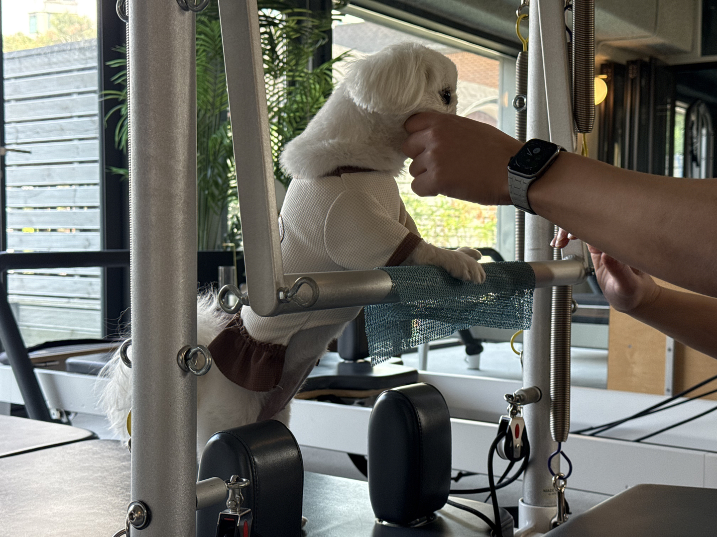 Mary places her paws on the swinging straps of a Cadillac for another Pilates exercise. [WOO JI-WON]