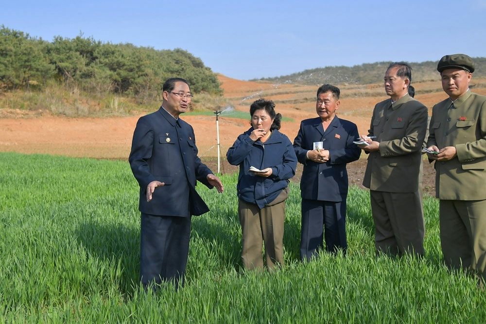 North Korean Premier Pak Thae-song, left, conducts on-site inspections in key farming areas in the South Pyongan and North Hwanghae provinces to assess the growth status of wheat and barley and holds discussions with local officials on measures to prevent crop damage in a photo released by the North's official Rodong Sinmun on April 30. [NEWS1] 