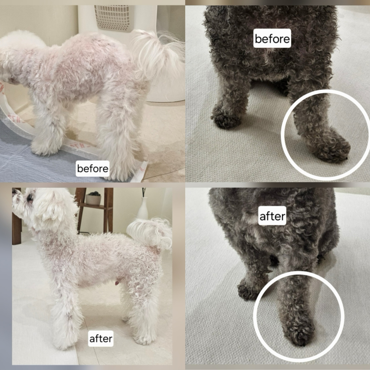 Before-and-after photos show improved posture after multiple massage sessions. [RE:DM PET HEALTHCARE]