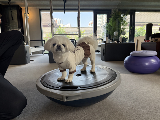 Mary, a Pekingese, at dog pilates [WOO JI-WON]