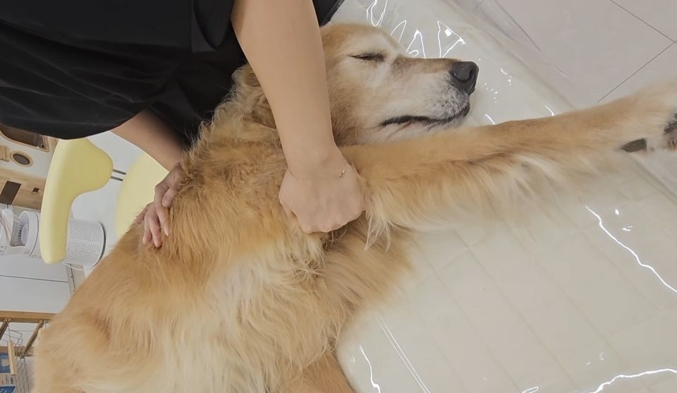 A Golden Retriever receives a massage at pet-only massage shop RE:dm Pet Healthcare in Haman City, Gyeonggi. [RE:DM PET HEALTHCARE]