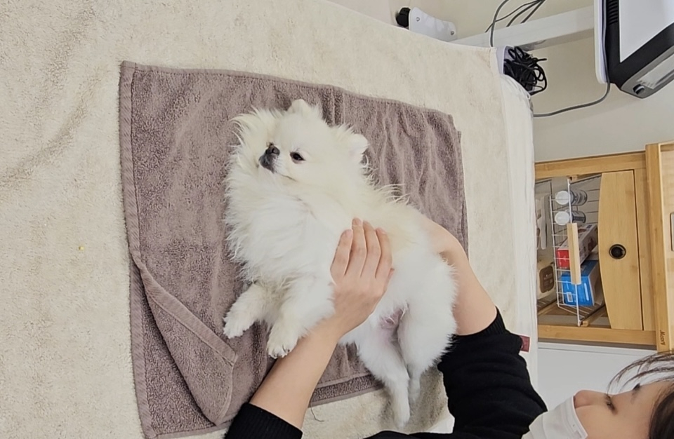 A dog receives a massage at pet-only massage shop RE:dm Pet Healthcare in Haman City, Gyeonggi. [RE:DM PET HEALTHCARE]