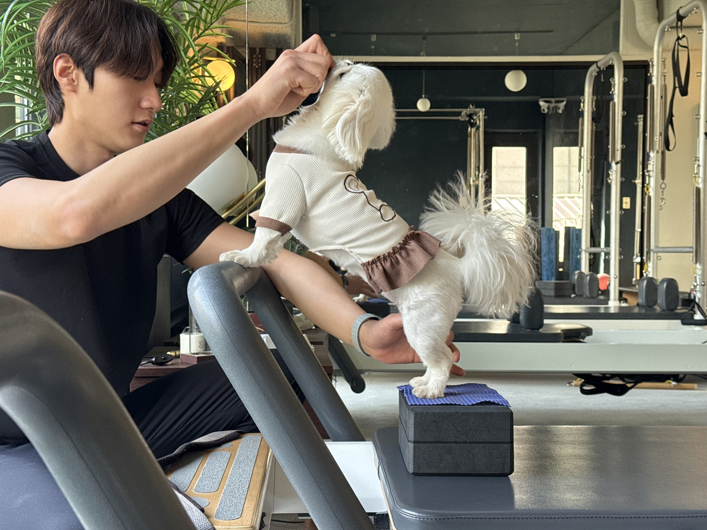 Mary, a Pekingese, works on strengthening her leg muscles on a reformer. [WOO JI-WON]